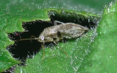 Compsidolon salicellum