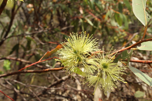 Image of Eucalyptus cornuta by (c) Em Lamond, some rights reserved (CC BY)