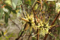 Eucalyptus cornuta