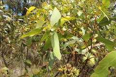 Eucalyptus cornuta
