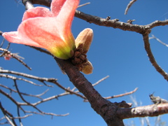 Brachychiton chillagoensis