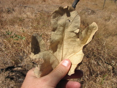 Brachychiton chillagoensis