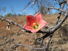 Brachychiton chillagoensis