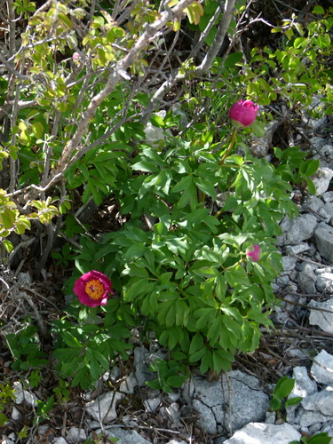 Paeonia officinalis