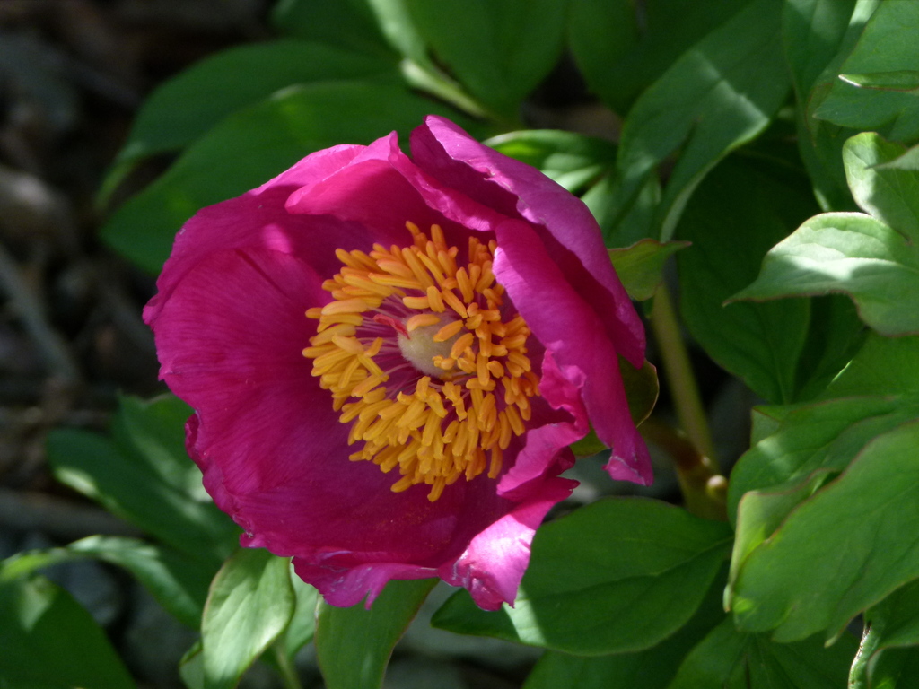 common peony