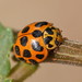 Large Spotted Ladybird - Photo (c) Reiner Richter, some rights reserved (CC BY-NC-SA), uploaded by Reiner Richter