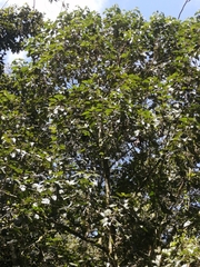 Hampea appendiculata