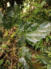 Hampea appendiculata