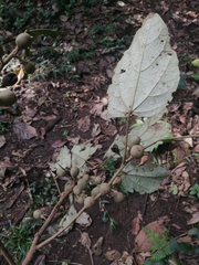 Hampea appendiculata