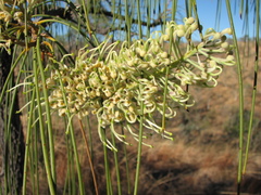Hakea lorea