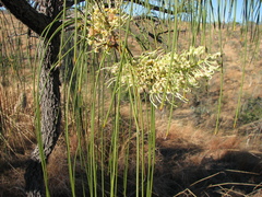 Hakea lorea