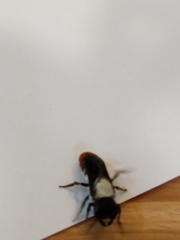 Megachile chrysorrhoea