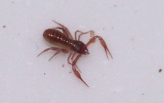 Chthonius ischnocheles