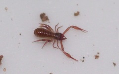 Chthonius ischnocheles