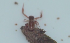 Chthonius ischnocheles