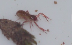 Chthonius ischnocheles