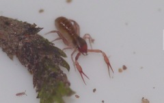 Chthonius ischnocheles