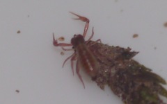 Chthonius ischnocheles