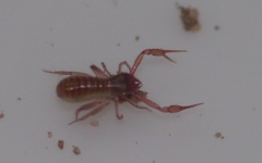 Chthonius ischnocheles