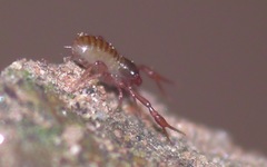 Chthonius ischnocheles