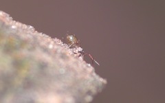 Chthonius ischnocheles