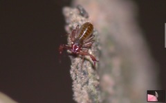 Chthonius ischnocheles