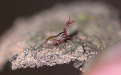 Chthonius ischnocheles