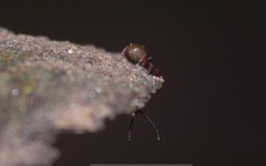 Chthonius ischnocheles