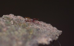 Chthonius ischnocheles