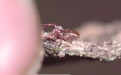 Chthonius ischnocheles