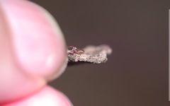 Chthonius ischnocheles