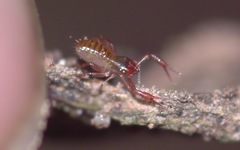 Chthonius ischnocheles