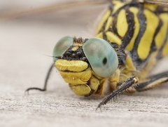 Austrogomphus australis