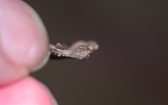 Chthonius ischnocheles