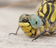 Austrogomphus australis