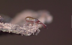 Chthonius ischnocheles