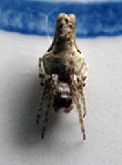 Nicolepeira bicaudata