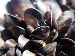 Brachidontes rostratus