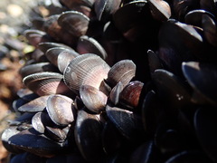 Brachidontes rostratus