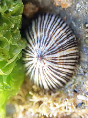 Siphonaria funiculata