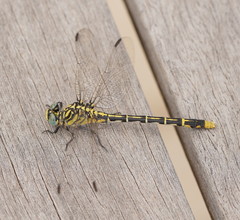 Austrogomphus australis