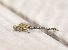 Austrogomphus australis