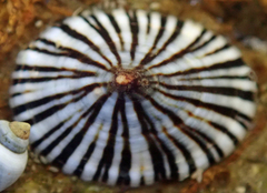 Siphonaria funiculata