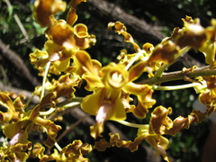 Dendrobium discolor