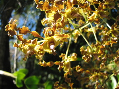 Dendrobium discolor