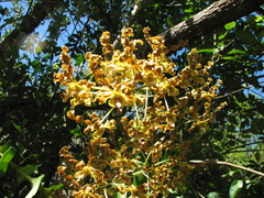Dendrobium discolor