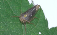 Macropsis