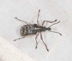 Pachyura australis