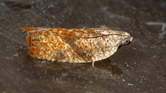 Dichelia sobriana