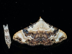 Corgatha molybdophaes